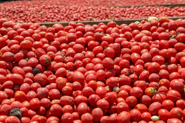 Domates arka planı. Bir grup taze domates.. — Stok fotoğraf
