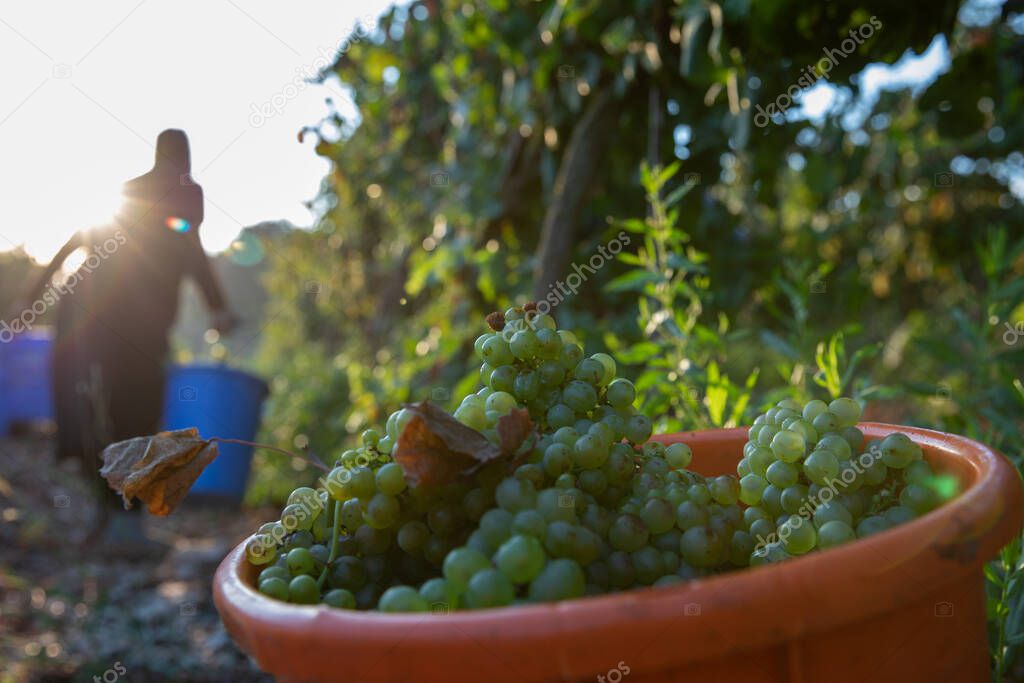 Women Picking Green Wine Grapes During Harvest.Grapes In The Vineyard.