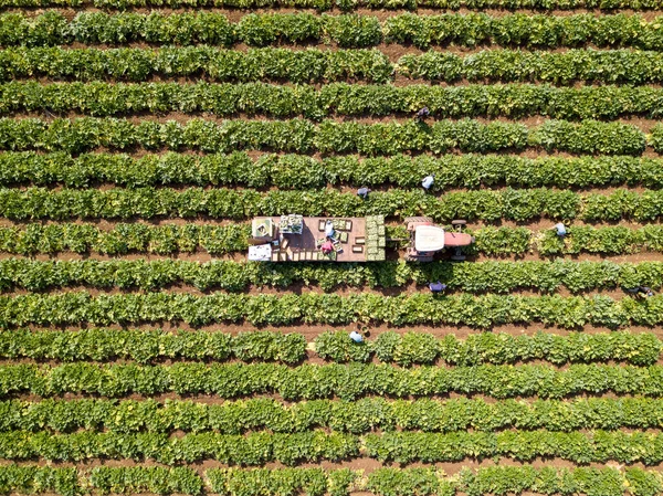 Agricultores cargando calabacín recién cosechado en cajas en un remolque Tractor en el campo agrícola. — Foto de Stock