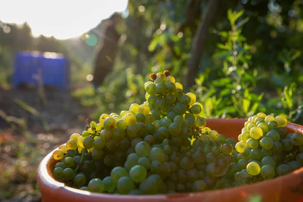 Raccolta di uva da vino verde durante la raccolta. Uve nel vigneto. — Foto Stock