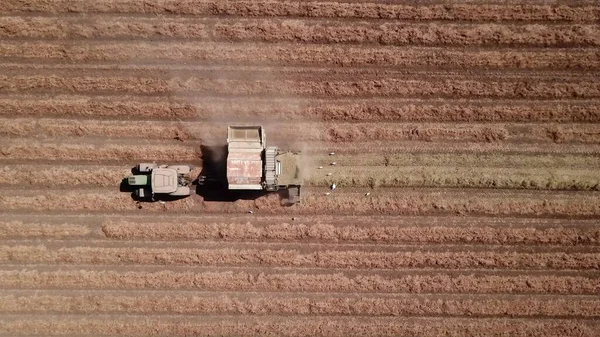 Zbiory orzeszków ziemnych przez maszynę rolniczą. Widok drona. — Zdjęcie stockowe