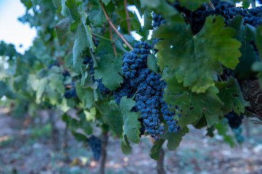 Bir demet kırmızı üzüm. Olgun Üzümler Üzüm Bağları Sonbaharı.