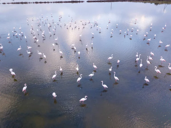 Gruppe von rosa Flamingos in einem Teich und Himmelsspiegelung auf dem Wasser. — Stockfoto