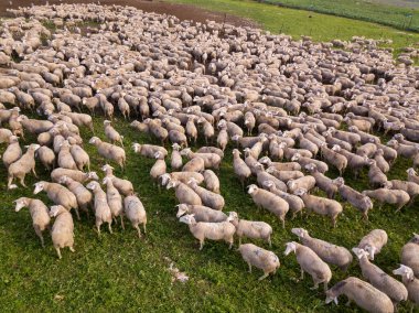 Yeşil bir arazide otlayan beyaz koyun sürüsü.