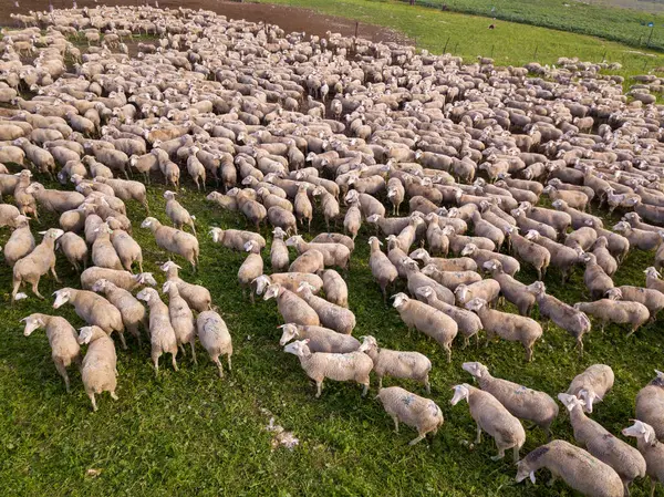 Yeşil bir arazide otlayan beyaz koyun sürüsü.