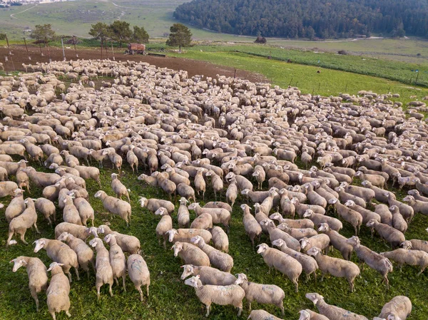 Manada de ovejas blancas pastando en un paisaje verde. — Foto de Stock