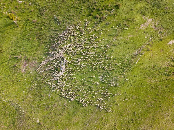 Stádo bílých ovcí pasoucích se v zelené krajině. — Stock fotografie