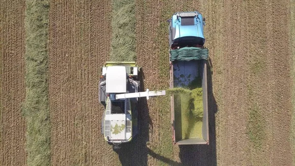 Połącz zbieranie i rozdrabnianie zebranych pszenicy na kiszonkę i rozładowuje na ciężarówce z podwójną przyczepą, Minuta z góry na dół Zdjęcia lotnicze. — Zdjęcie stockowe