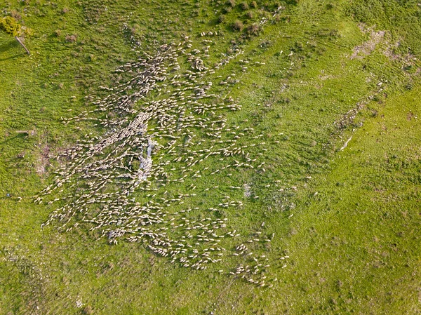 Manada de ovejas blancas pastando en un paisaje verde. — Foto de Stock