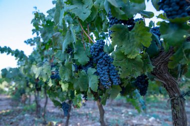 Üzüm Şarapları. Bir demet kırmızı üzüm. Olgun üzümler, hasat etmeye hazır. 