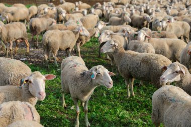 Yeşil bir arazide otlayan beyaz koyun sürüsü.