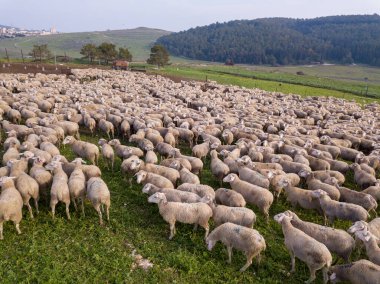 Yeşil bir arazide otlayan beyaz koyun sürüsü.