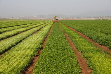Tarım makineleri yeşil tarım alanındaki bitkileri doğradı.