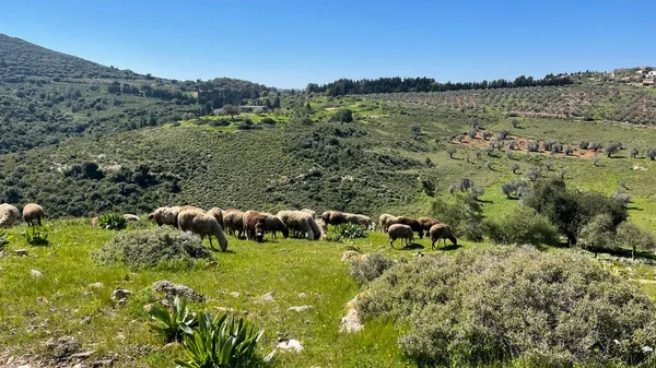 Manada de ovejas blancas pastando en un paisaje verde. Con rayos de sol y sonido. — Foto de Stock