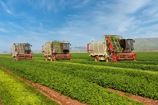 Φυτό μαϊντανού. Τρία γεωργικά μηχανήματα συγκομιδή βοτάνων σε ένα καταπράσινο γεωργικό τομέα. Θεριστής συνδυασμών. — Φωτογραφία Αρχείου