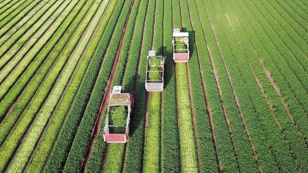 Planta de perejil. Tres maquinaria agrícola cosechando hierbas en un campo agrícola verde. Cosechadora combinada. — Foto de Stock