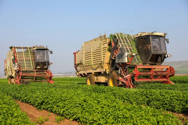 Φυτό μαϊντανού. Γεωργικές μηχανές συγκομιδή βοτάνων σε ένα καταπράσινο γεωργικό τομέα. Θεριστής συνδυασμών. — Φωτογραφία Αρχείου