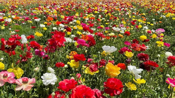 Filas de coloridos tulipanes en el campo. Campo de flores colorido. — Foto de Stock