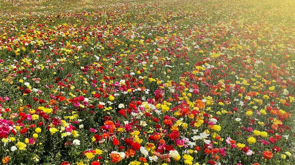 フィールド上のカラフルなチューリップの列。色とりどりの花畑. — ストック写真