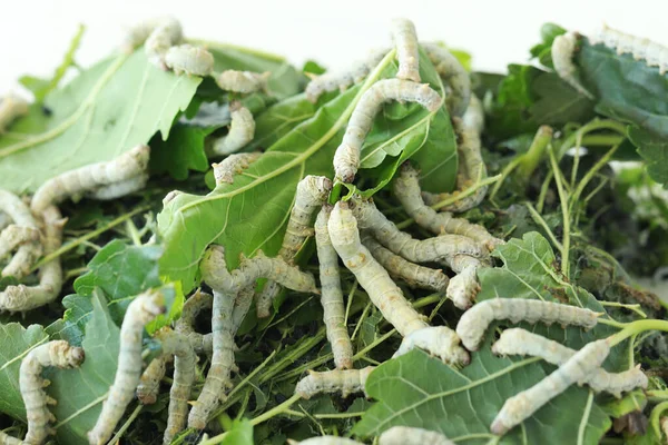 Seidenraupen ernähren sich von Maulbeerblättern. Seidenraupe in Nahaufnahme. — Stockfoto