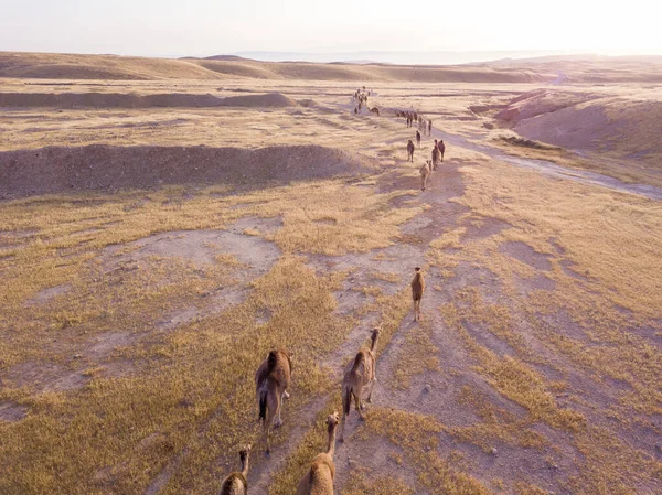 Camello grande oído en el desierto. — Foto de Stock