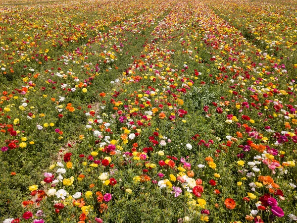 Filas de coloridos tulipanes en el campo. Campo de flores colorido. — Foto de Stock