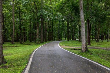 Yağmurlu asfalt patikası ağaçların arasında, ıslak yol gölgeliğin altında yansımalarla.