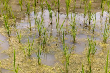 Canlı yeşil filizleri olan yemyeşil pirinç tarlaları onları çevreleyen huzurlu sulara güzelce yerleşir.