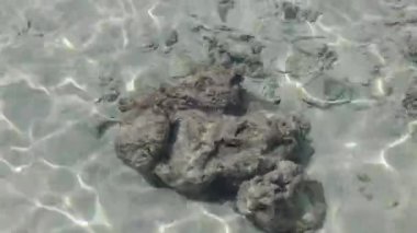 Sualtı sahnesi canlı mercan ve berrak su sergiliyor..