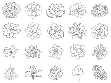 Hand drawn set succulent in style outline doodle. Graphics sketch home desert flower. Vector illustration, isolated black elements on a white background. clipart