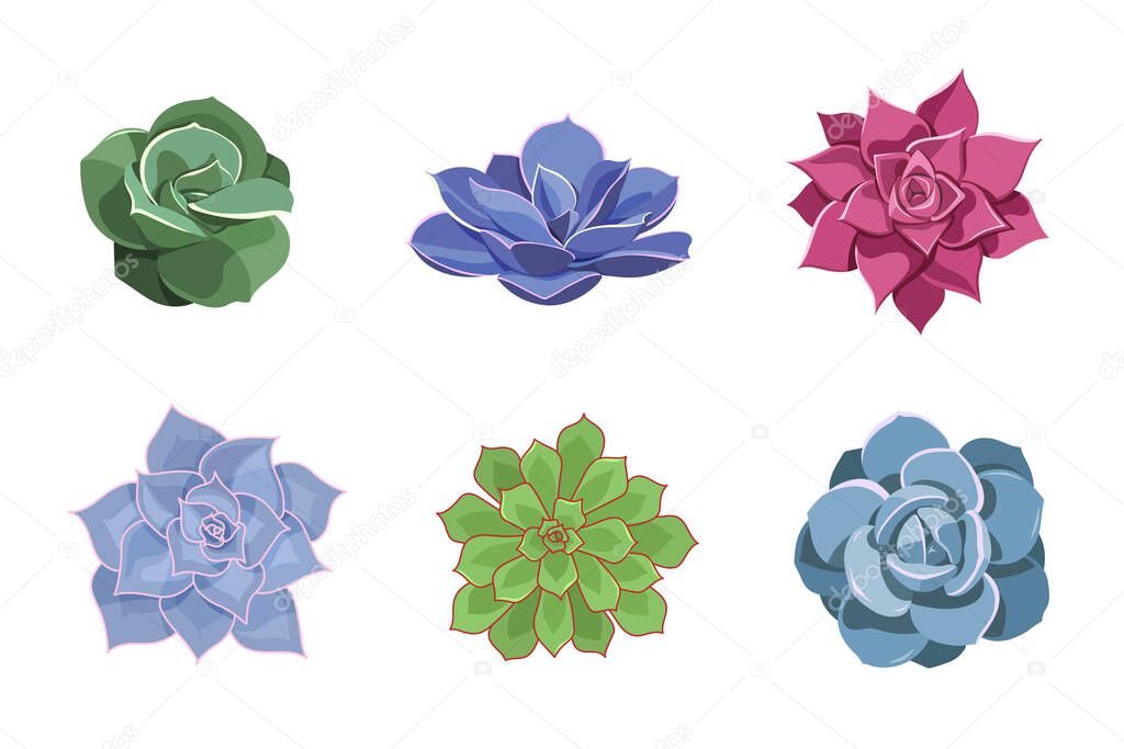 Set of color succulents of Echeveria. Desert flowers in cartoon style for print and design. Floral collection of indoor plant. Vector illustration, isolated colorful elements on white background
