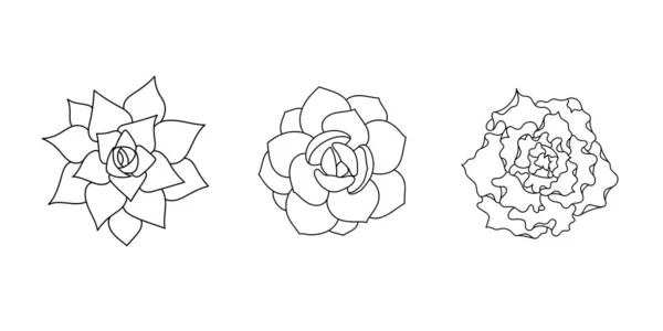 Sukkulente Echeveria Set - shaviana, agavoides, laui. Handgezeichnete Pflanze im Doodle-Stil. Graphische Skizze Home Blume. Vektorillustration, isoliertes schwarzes Element auf weißem Hintergrund — Stockvektor