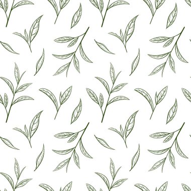 Kusursuz desenli yeşil çay. Taslak yaprak ve bitki el çizimi. Vektör illüstrasyonu, beyaz arkaplanda desen. Bitkisel ve organik besin dizaynı