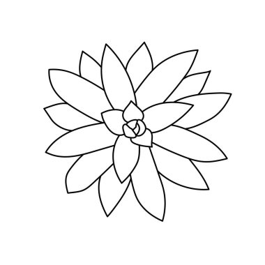 Lezzetli echeveria, karalama tarzında kaçınır. Vektör illüstrasyon bitki eli çizilmiş. Beyaz arkaplandaki siyah ana hatlı element. Baskı ve tasarım için çöl çiçeği çizimi.
