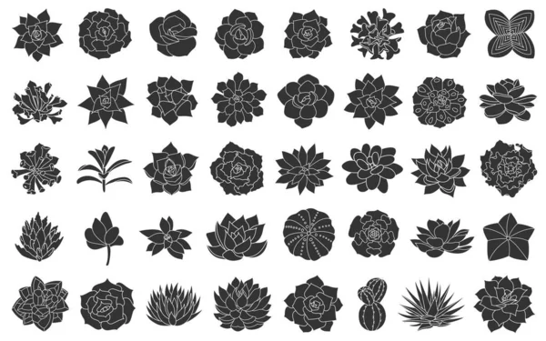 Sukkulente Pflanzenvektorillustration, gesetzt aus Silhouette-Echeveria. Wüstenblume Hand auf weißem Hintergrund gezeichnet. Grafikdesign im einfachen Stil, schwarze Sukkulenten, Kaktus, Agave, Aloe, Echeveria. — Stockvektor