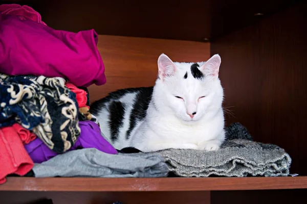 Zwart Wit Huisdier Kat Zittend Een Plank Kast Onder Andere — Stockfoto