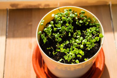 Ahşap bir arka planda, tencerede yenilebilir mikroçerezler. Pencere kenarında bir sebze bahçesi. Sağlıklı yiyecekler, süper yiyecekler.