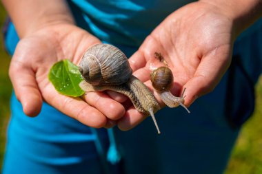Çocuk avuçlarında kabuğundan çıkan büyük bir salyangoz tutuyor.