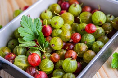 Kırmızı ve yeşil bektaşi üzümleri, açık ahşap zemin üzerinde seramik bir formda. Yemek malzemesi. Bektaşi üzümü hasadı