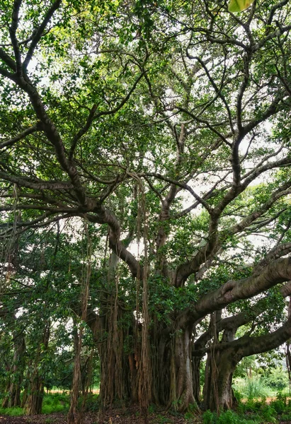 Banyan Ağacı, Hint Banyan Ağacı, Ficus Benghalensis