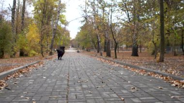 Bernese dağ köpeği sonbahar parkının arka sokağında bir sürü sarı yaprakla koşup oynuyor.