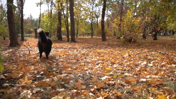 Berner Sennenhund Läuft Zeitlupe Herbstpark Mit Vielen Gelben Blättern Auf — Stockvideo