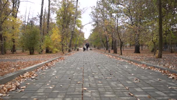 在秋天的公园小巷里 贝纳山狗和主人一起玩木棍 地上长满了黄叶 慢动作射击 — 图库视频影像