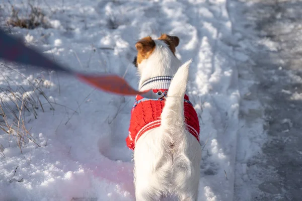 Jack Russell Terrier Wear Red Sweater Walking Snow Winter — Stock Photo, Image