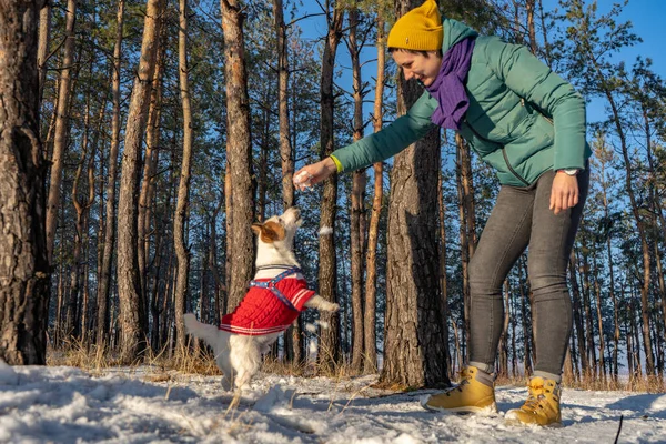 Junge Frau Spielt Mit Jack Russell Terrier Rotem Pullover Beim — Stockfoto