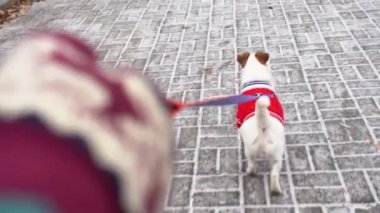 Kış parkında Jack Russell Terrier 'la kırmızı kazak giyerek en tepeden görünüşü. Soğuk hava için evcil hayvan kıyafetleri