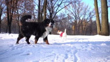 Bernese dağ köpeği ve Jack Russell Terrier güneşli bir günde parkta oynuyorlar.