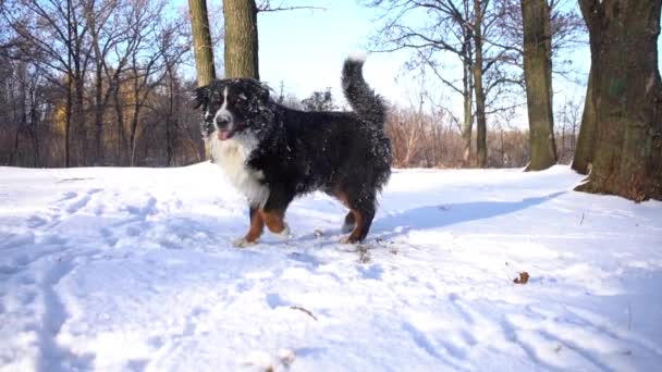 Bernese Mountain Dog Otrząsa Się Śniegu Słoneczny Dzień Spaceru Parku — Wideo stockowe
