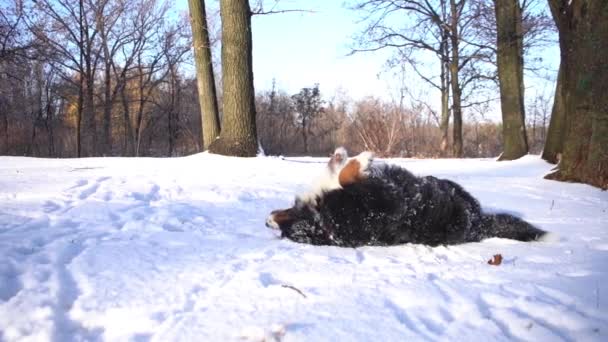 Bernese Mountain Dog Lying Snow Sunny Day Park Walk — стоковое видео