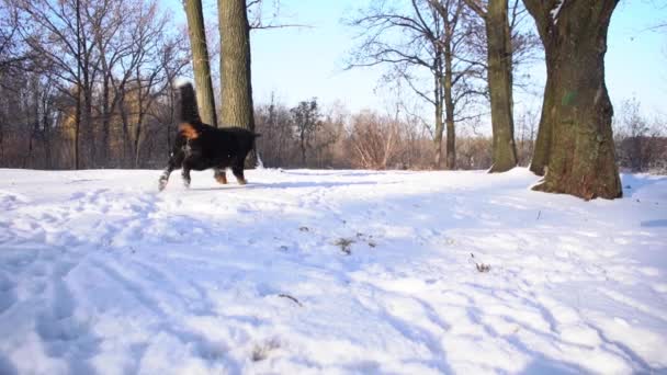 Bernese Mountain Dog Jack Russell Terrier Bawią Się Śniegu Słoneczny — Wideo stockowe